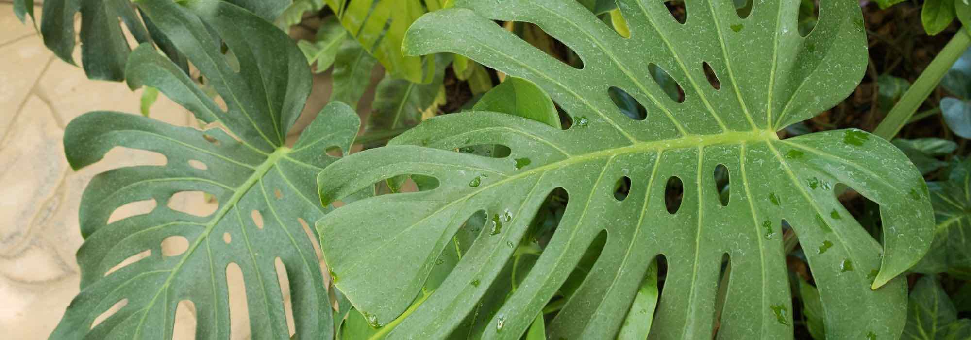 Plantas de interior XXL