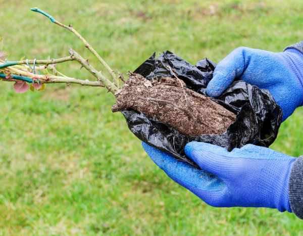 Roseiras de raízes nuas com torrão: o compromisso ideal