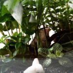 As plantas indispensáveis para um terrário bem-sucedido