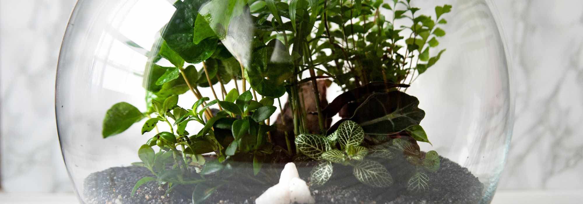 As plantas indispensáveis para um terrário bem-sucedido