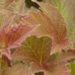 7 viburnos com belas cores de outono