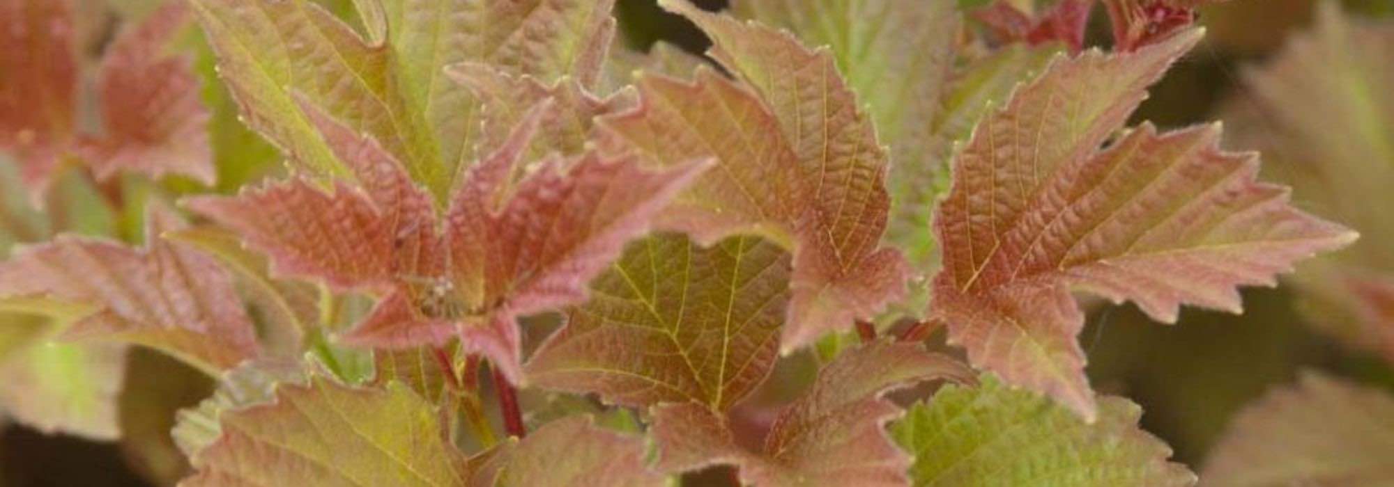 7 viburnos com belas cores de outono