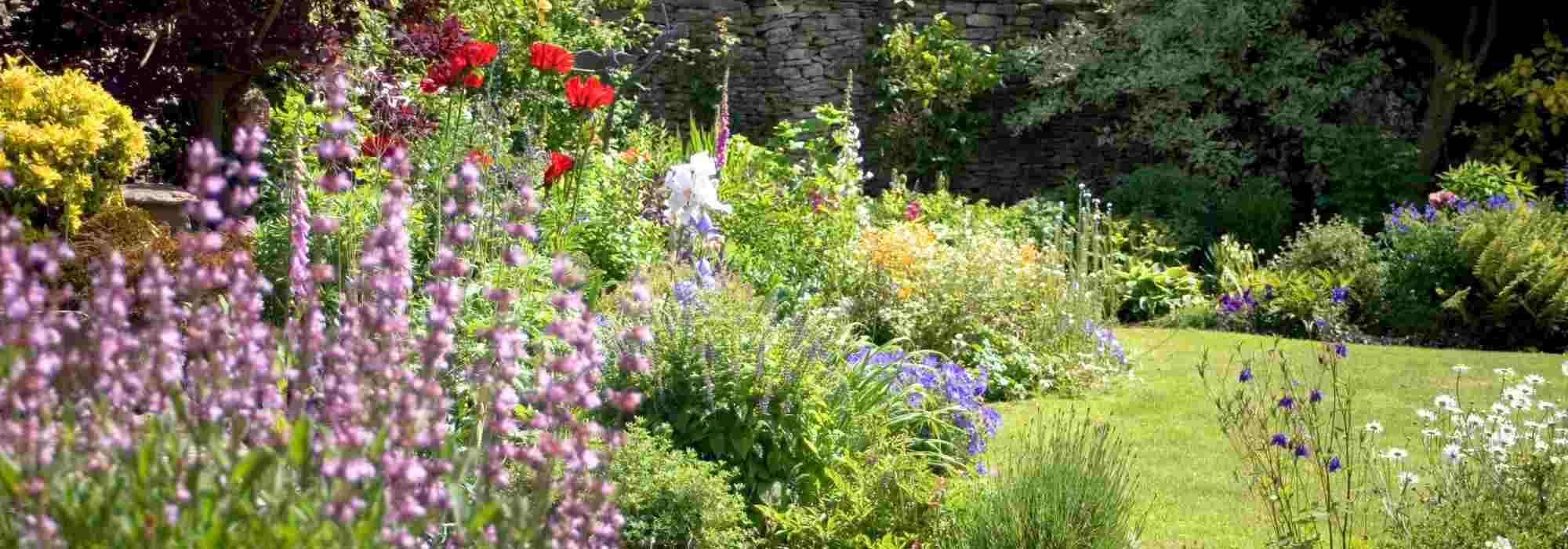 Como florir o jardim a baixo custo graças às plantas perenes?