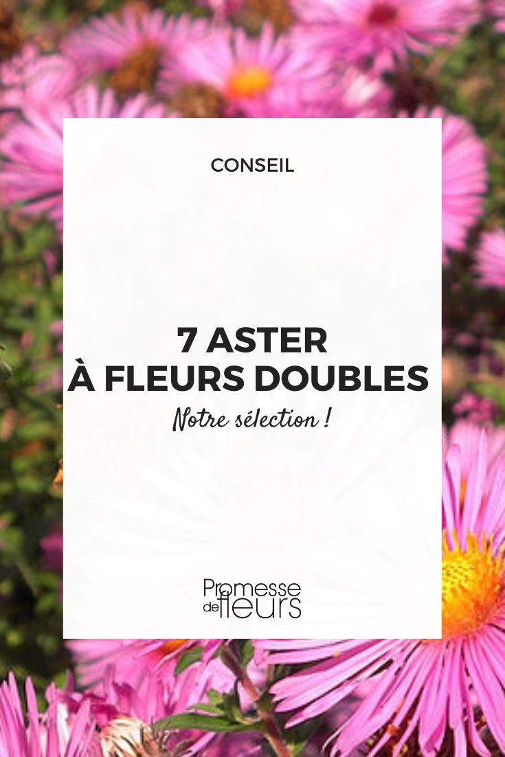 Ásteres de flores dobradas