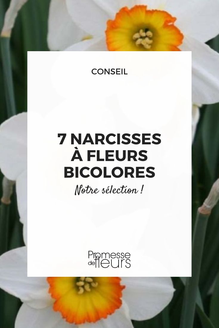 narciso Avalanche