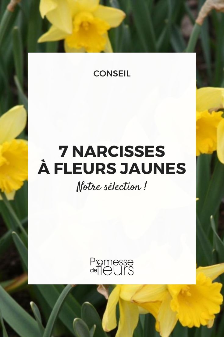 narciso 'Camelot'