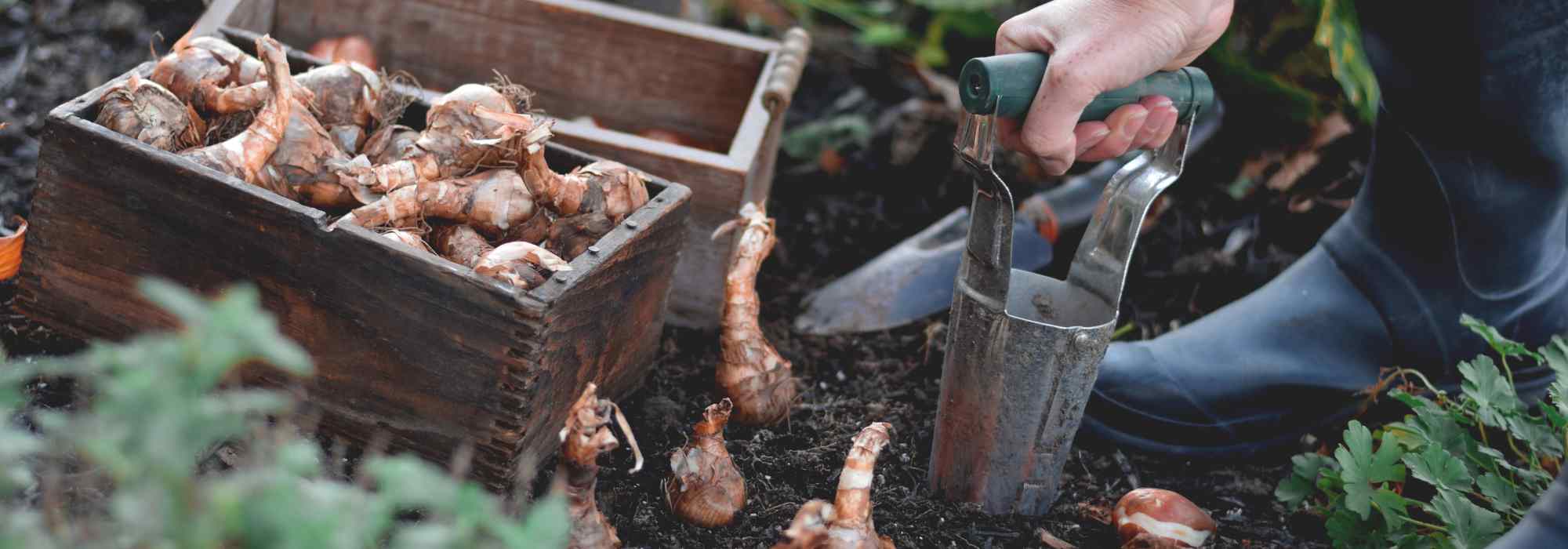 Para que serve um plantador de bolbos?