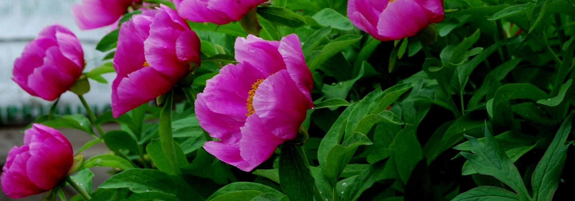 Como escolher uma peónia de acordo com a forma das suas flores?