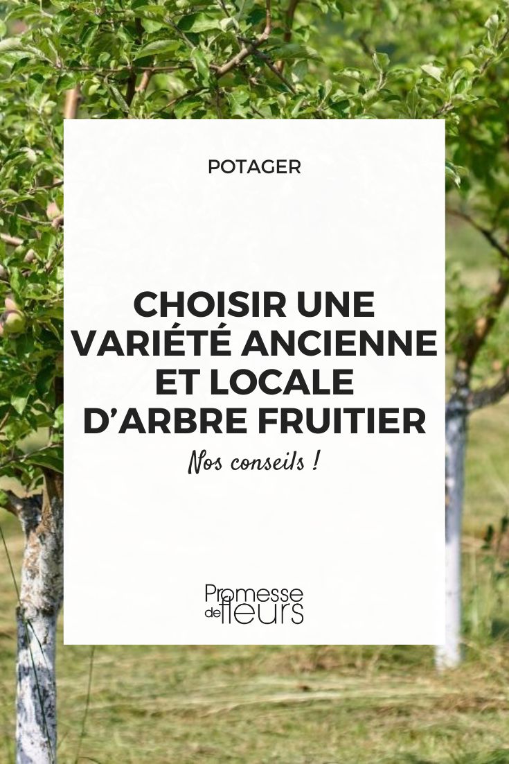 Encontre as suas árvores de fruto antigas e resilientes
