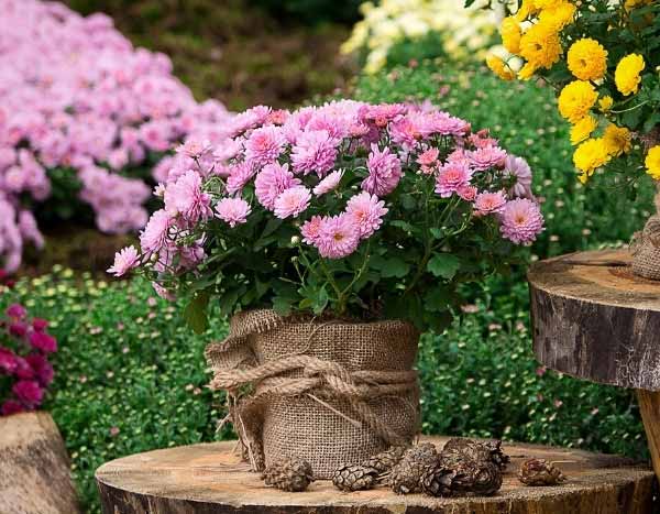 Como secar flores de crisântemo?