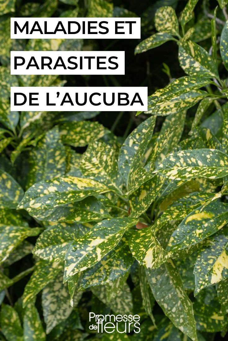 Doenças e pragas da aucuba