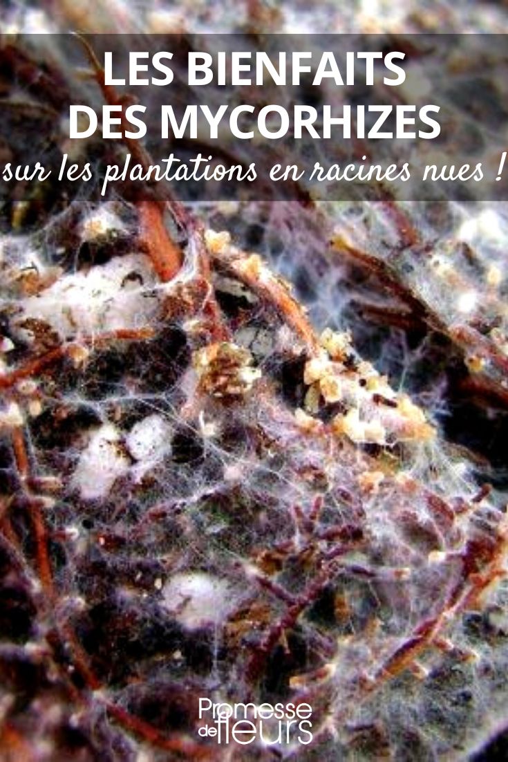 Os benefícios das micorrizas na plantação de plantas de raízes nuas