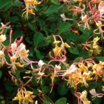 7 plantas trepadeiras baratas para preparar o jardim a baixo custo