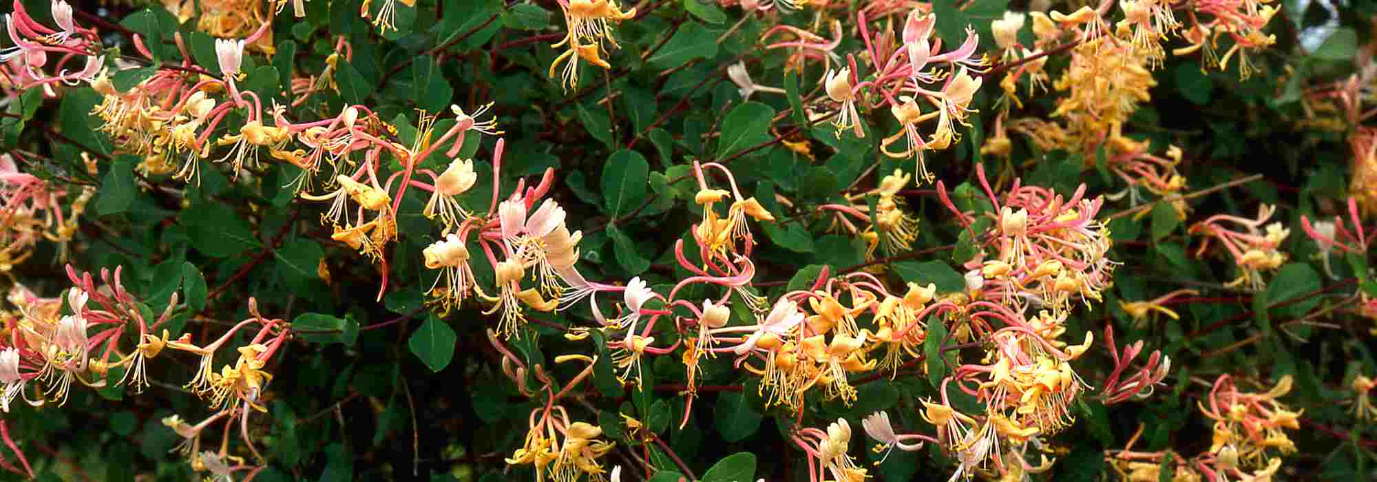 7 plantas trepadeiras baratas para preparar o jardim a baixo custo