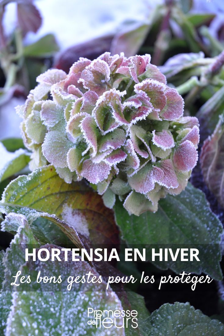 Hortênsia, Hydrangea: como protegê-la do frio no inverno?