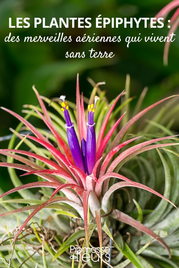 bromeliácea
