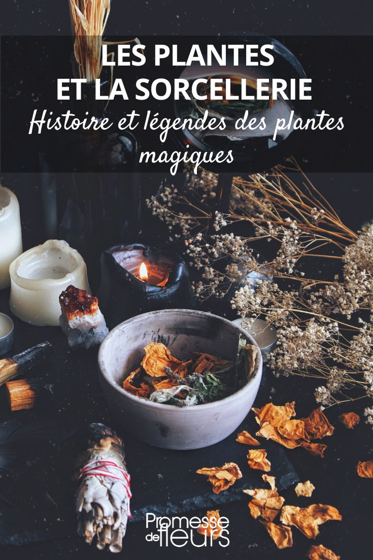 História e lendas das plantas mágicas