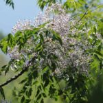 Melia - Amargoseira: plantar e cultivar