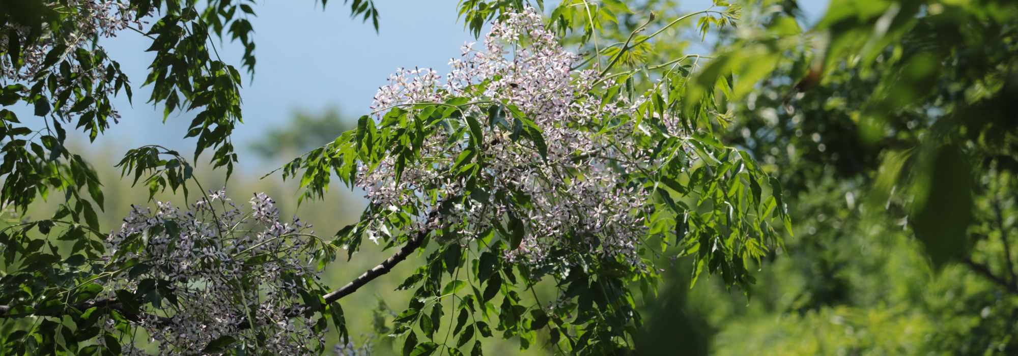 Melia - Amargoseira: plantar e cultivar