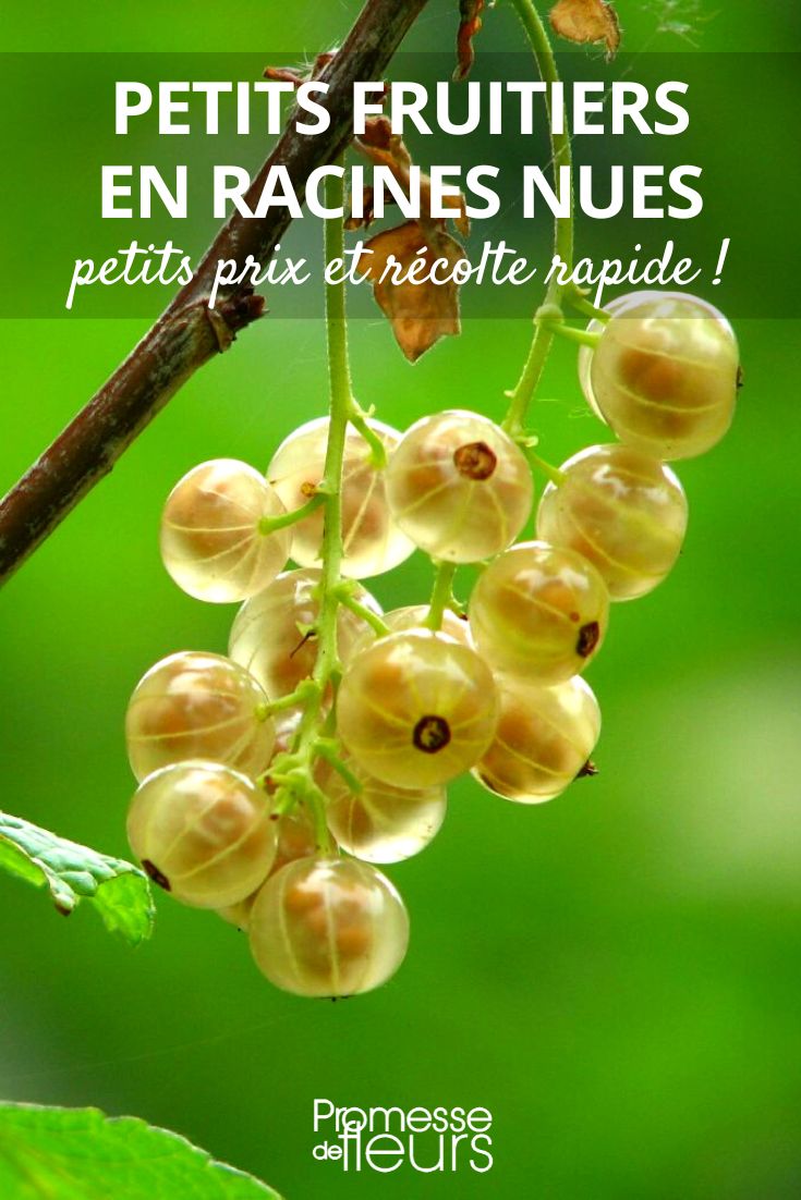 groselheira
