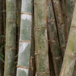 O mistério da floração do bambu de sebe Henon: um acontecimento raro e consequências inesperadas