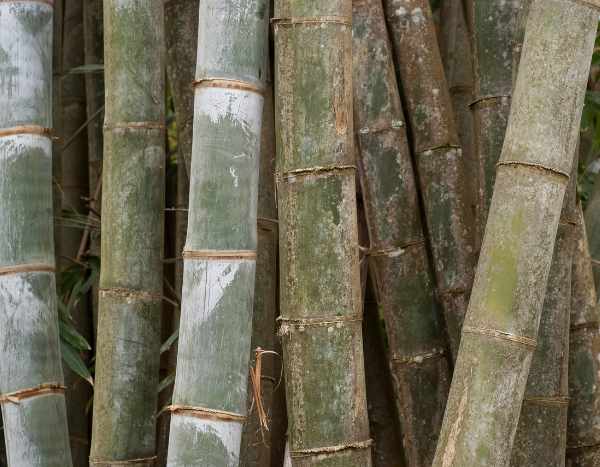 O mistério da floração do bambu de sebe Henon: um acontecimento raro e consequências inesperadas