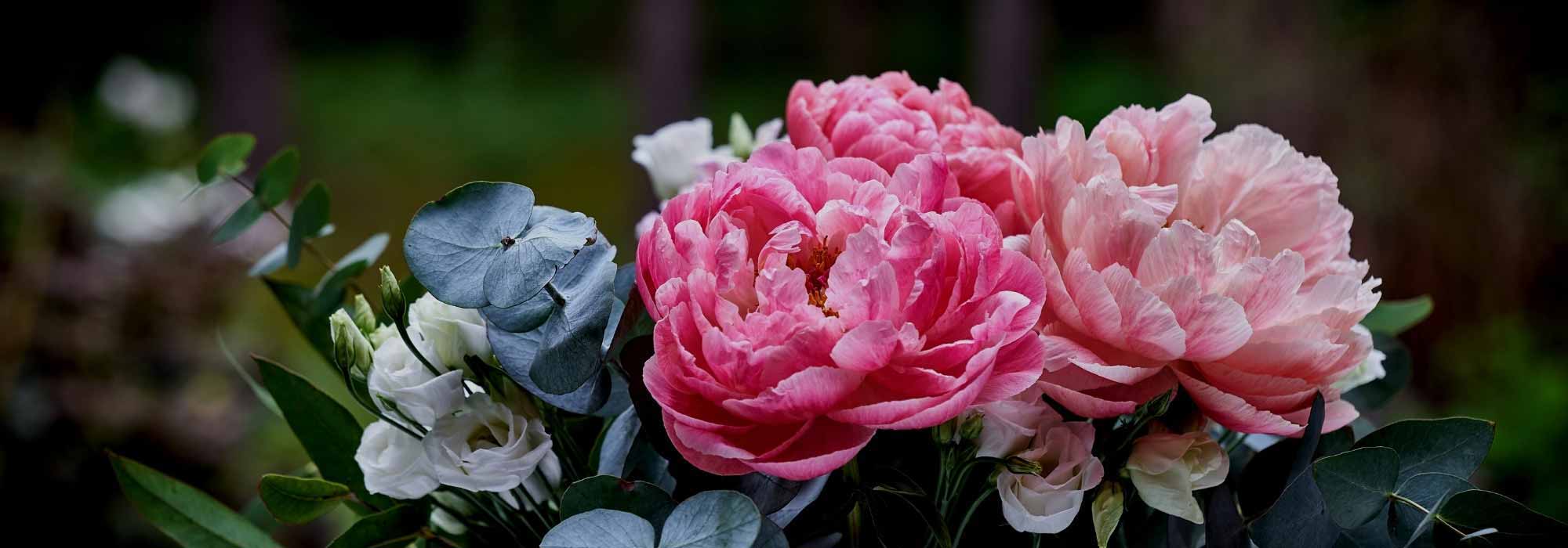 As melhores peónias para ramos de flores