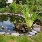Plantas aquáticas: como instalá-las corretamente num lago ornamental
