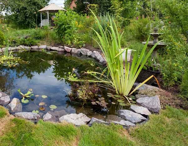 Plantas aquáticas: como instalá-las corretamente num lago ornamental