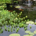 Plantas oxigenantes: como instalá-las num lago?
