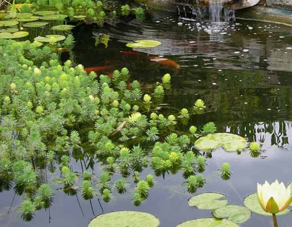 Plantas oxigenantes: como instalá-las num lago?