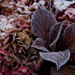 Os cuidados certos para proteger as suas hortênsias no inverno