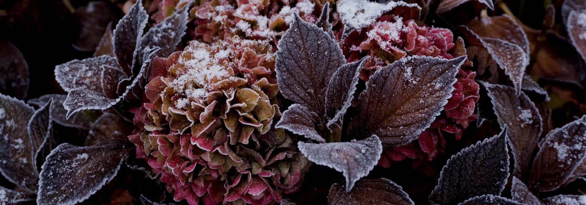 Os cuidados certos para proteger as suas hortênsias no inverno