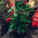 Quando plantar roseiras?