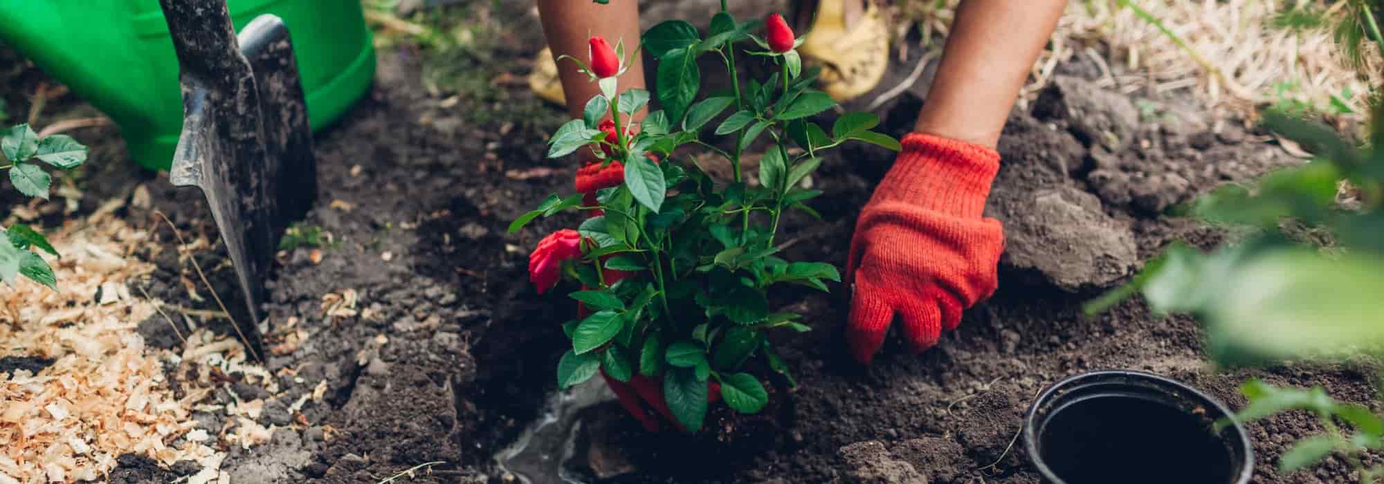 Quando plantar roseiras?