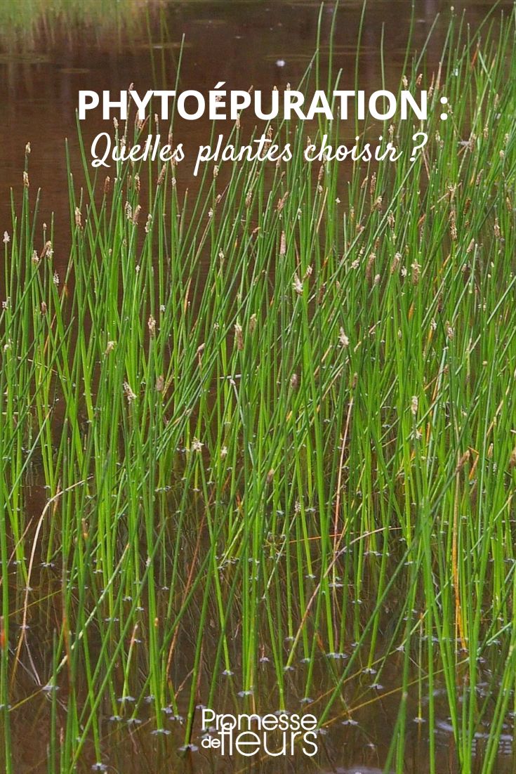 Como escolher plantas fitorremediadoras?