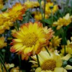 Redescubra os crisântemos, flores emblemáticas do outono