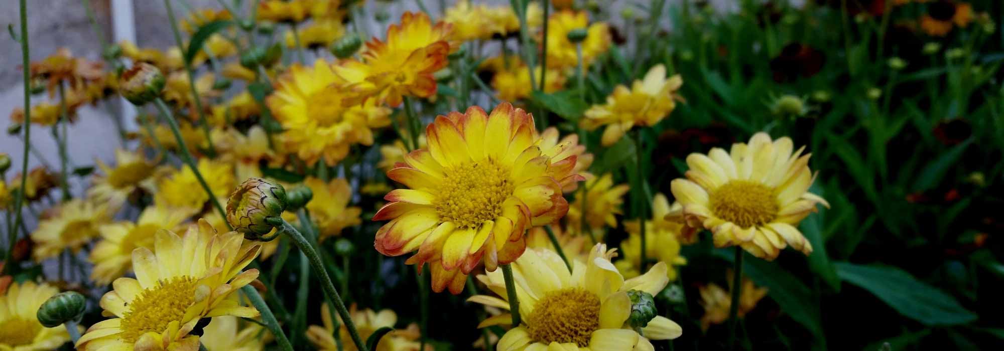 Redescubra os crisântemos, flores emblemáticas do outono