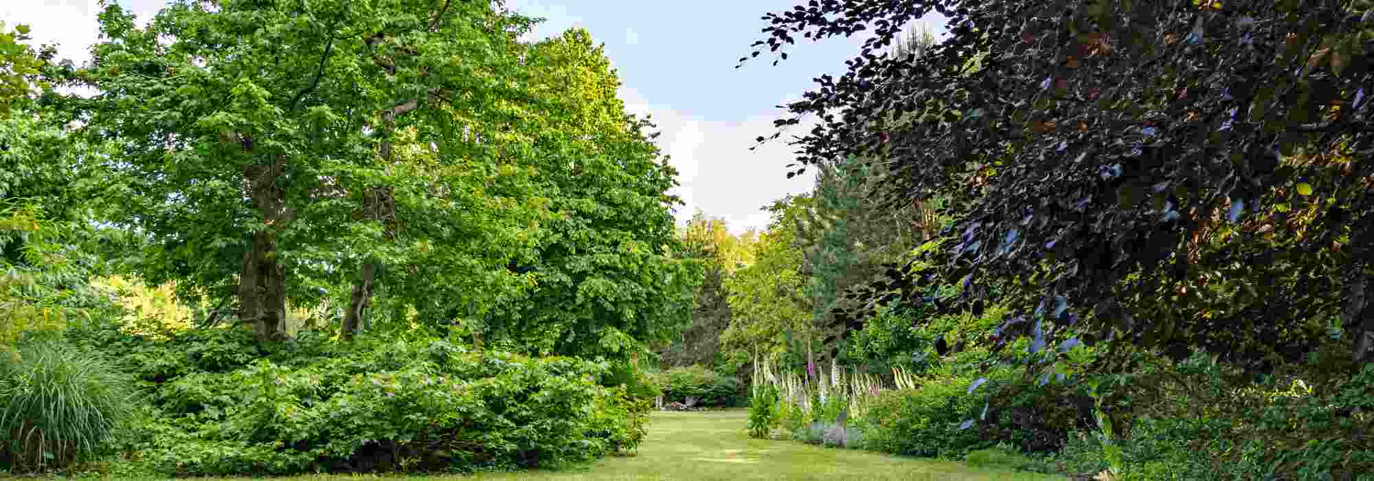 7 árvores económicas para criar o seu jardim gastando pouco