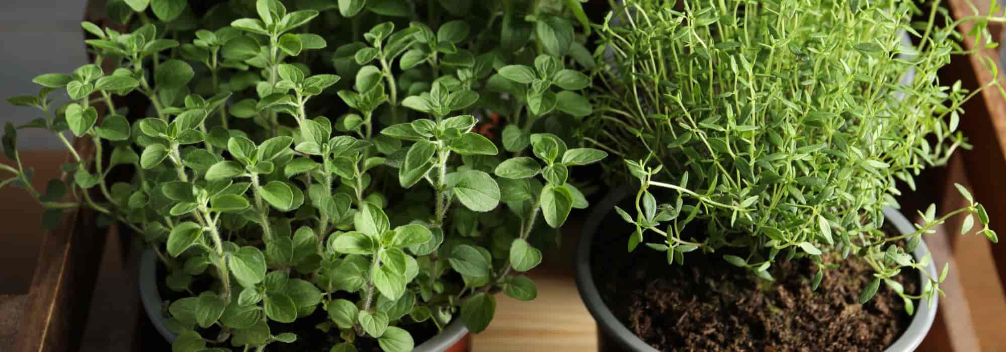 Como cultivar plantas aromáticas no interior durante o inverno?
