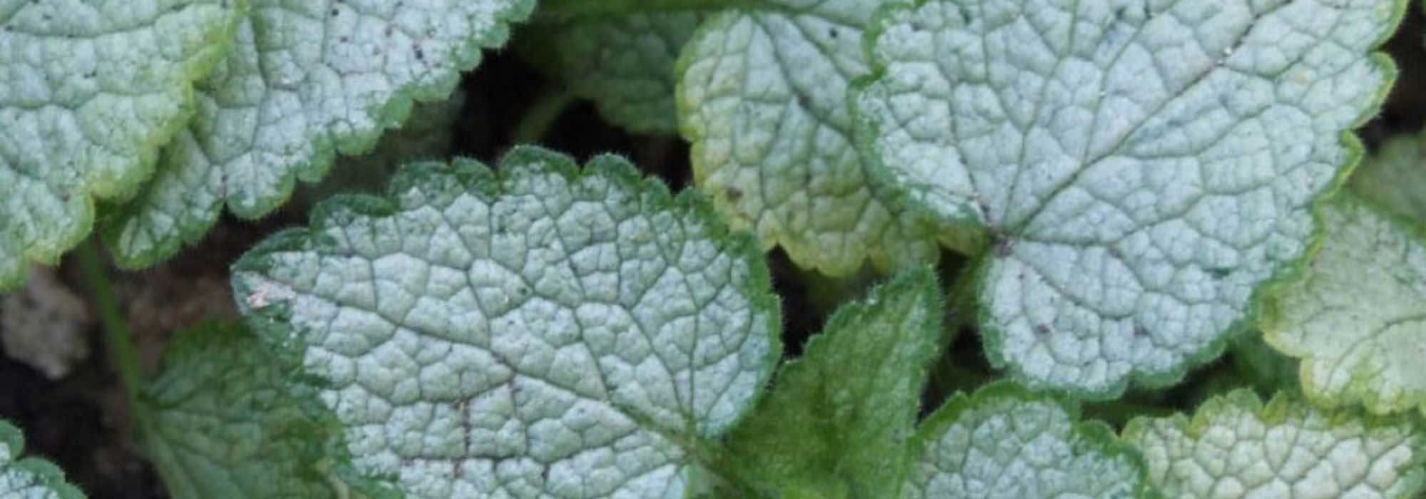 Os nossos conselhos para combinar folhagens prateadas no jardim