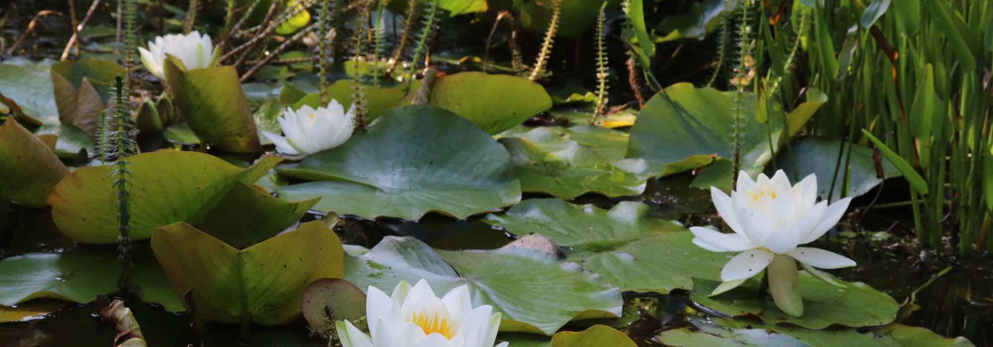 A melhor época para plantar as plantas de lagoa