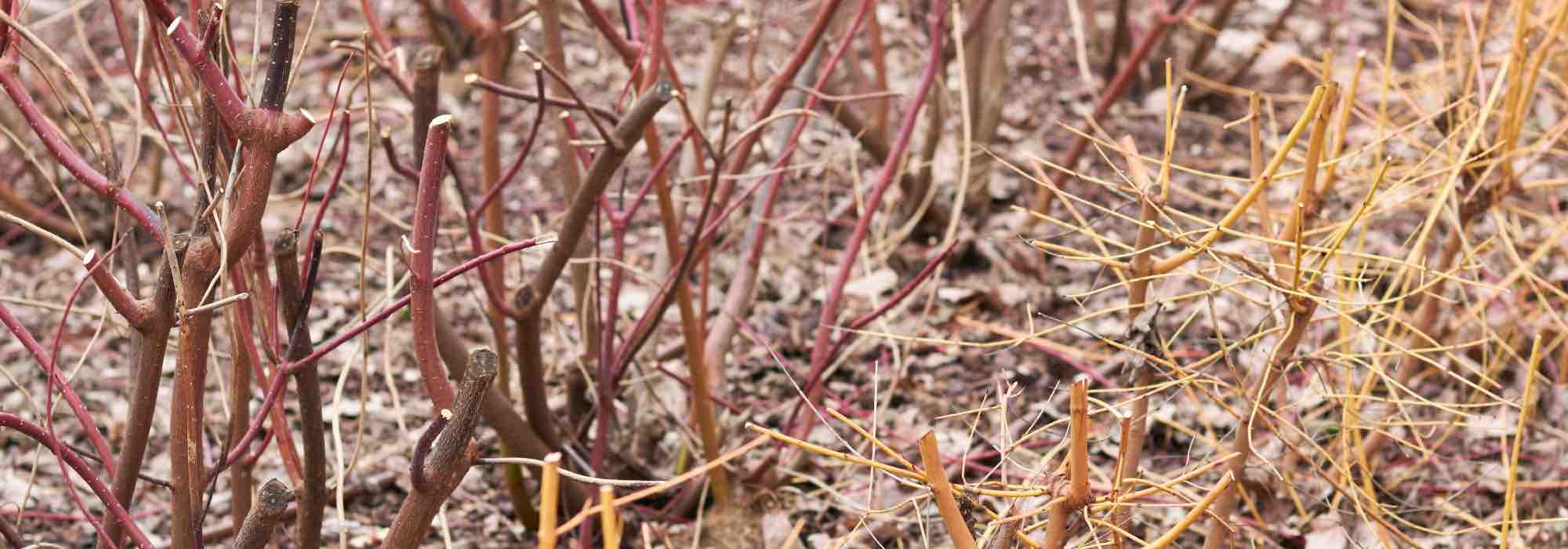 Fazer estacas no inverno: que plantas escolher e como proceder?