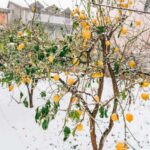 Como falhar nos cuidados a ter com os citrinos no inverno?
