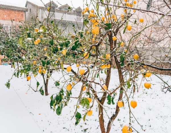 Como falhar nos cuidados a ter com os citrinos no inverno?