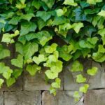 Como eliminar a hera de forma natural?