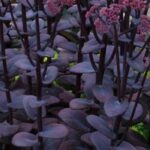Folhagens púrpura: como utilizá-las e combiná-las no jardim?