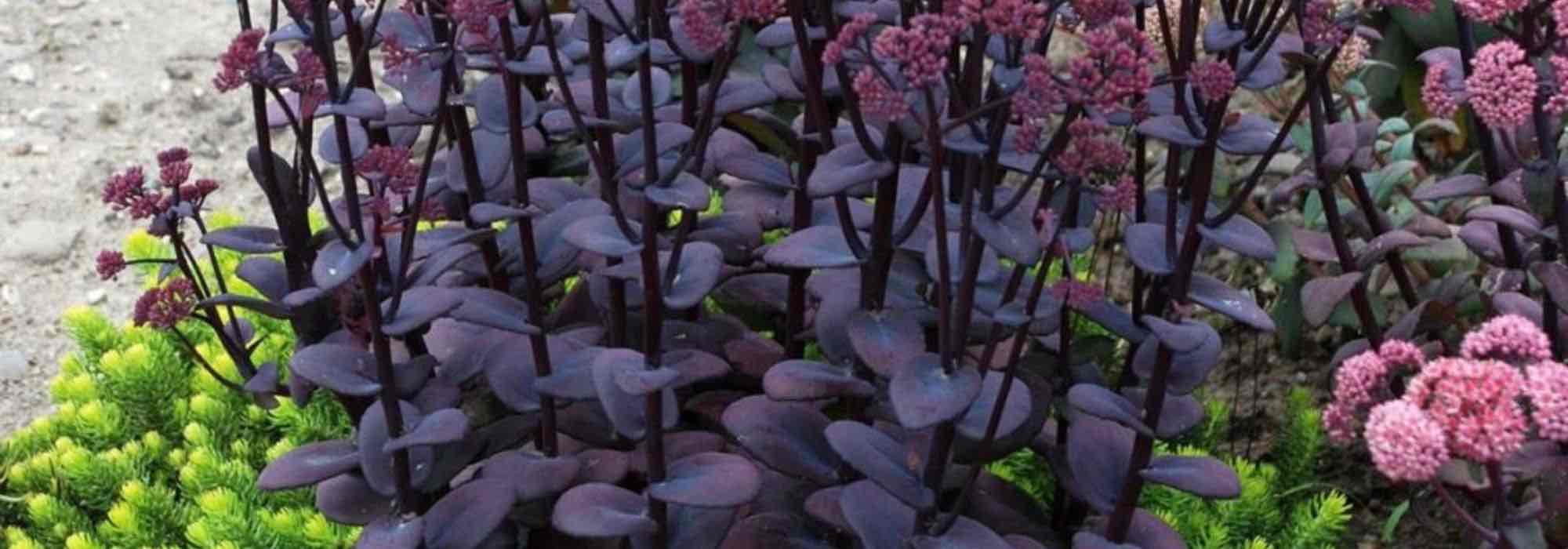Folhagens púrpura: como utilizá-las e combiná-las no jardim?
