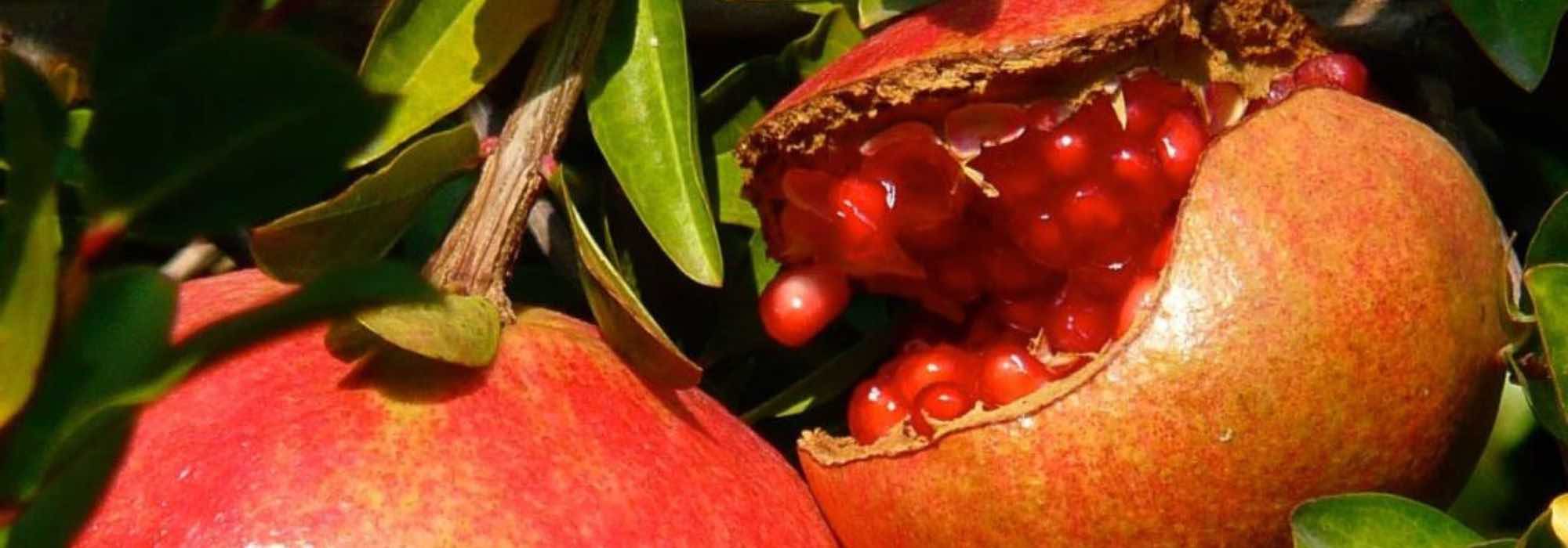 Porque é que a minha romãzeira não dá frutos?