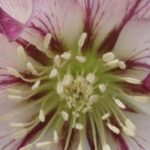 Heléboros bicolores: 7 variedades a descobrir